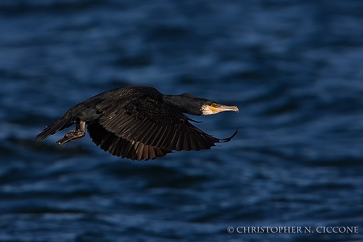 Great Cormorant