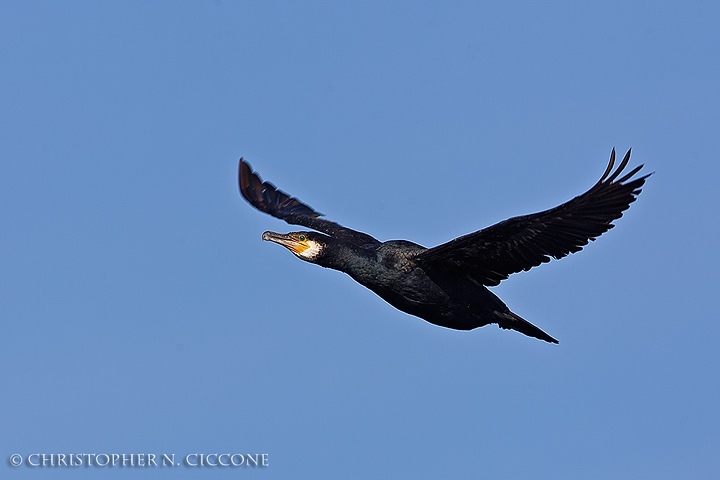 Great Cormorant