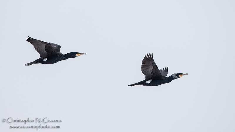 Great Cormorant