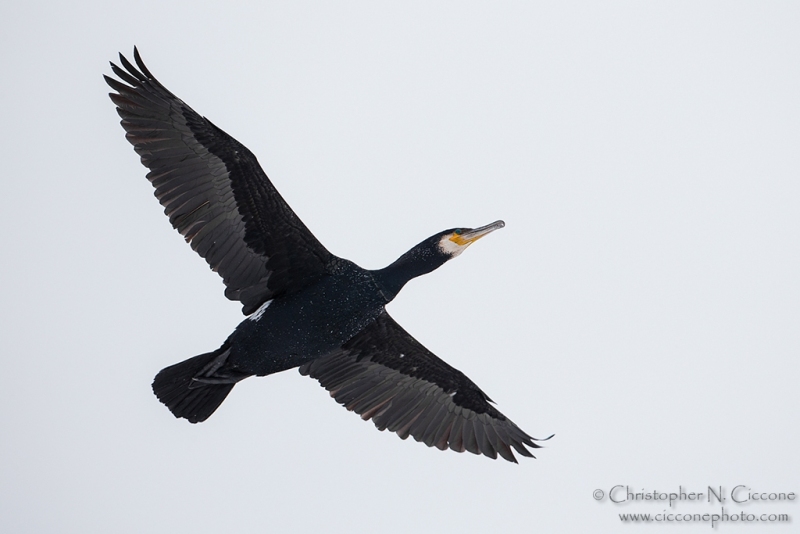 Great Cormorant