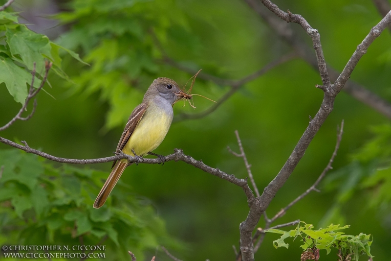 Great Crested Flycatcher