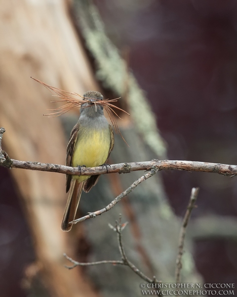 Great Crested Flycatcher