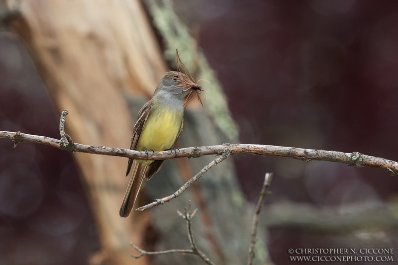 Great Crested Flycatcher