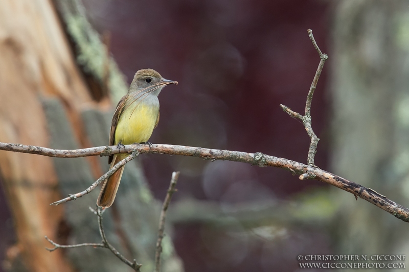 Great Crested Flycatcher