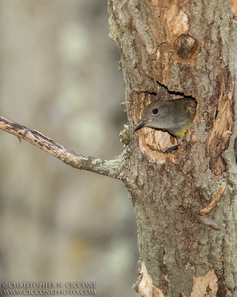 Great Crested Flycatcher