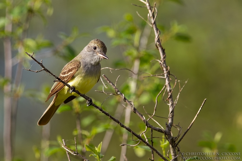 Great Crested Flycatcher