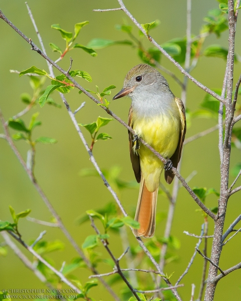 Great Crested Flycatcher