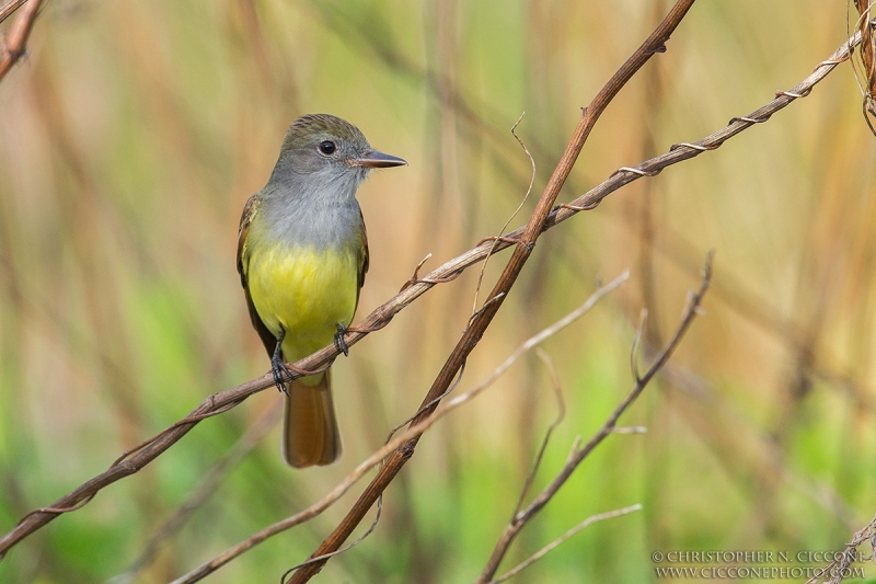 Great Crested Flycatcher