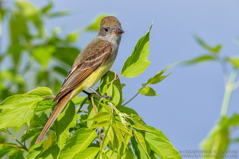 Great Crested Flycatcher