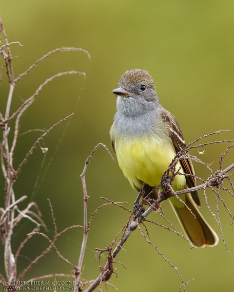 Great Crested Flycatcher