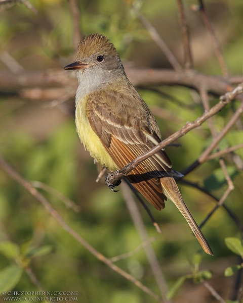 Great Crested Flycatcher