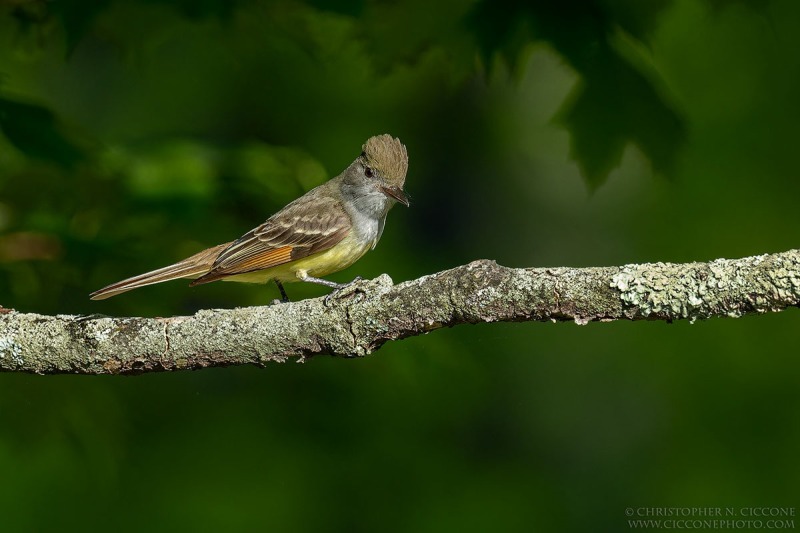 Great Crested Flycatcher