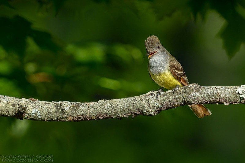 Great Crested Flycatcher