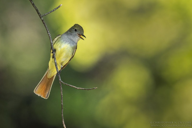 Great Crested Flycatcher