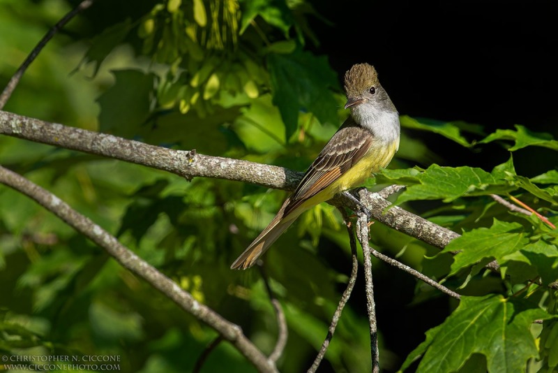 Great Crested Flycatcher