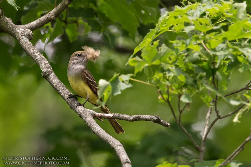 Great Crested Flycatcher