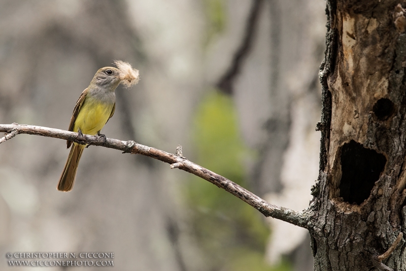 Great Crested Flycatcher