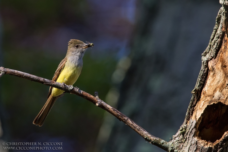 Great Crested Flycatcher