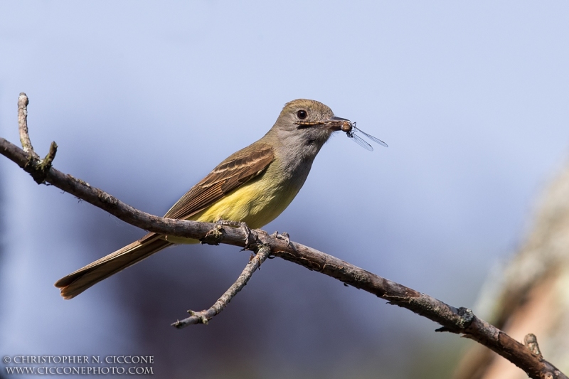 Great Crested Flycatcher