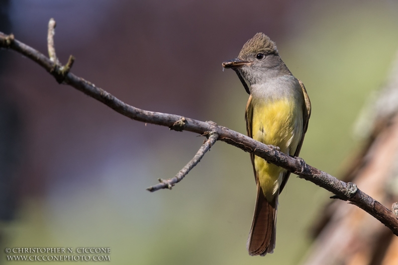 Great Crested Flycatcher