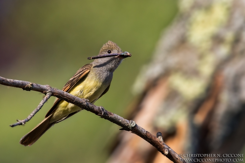 Great Crested Flycatcher