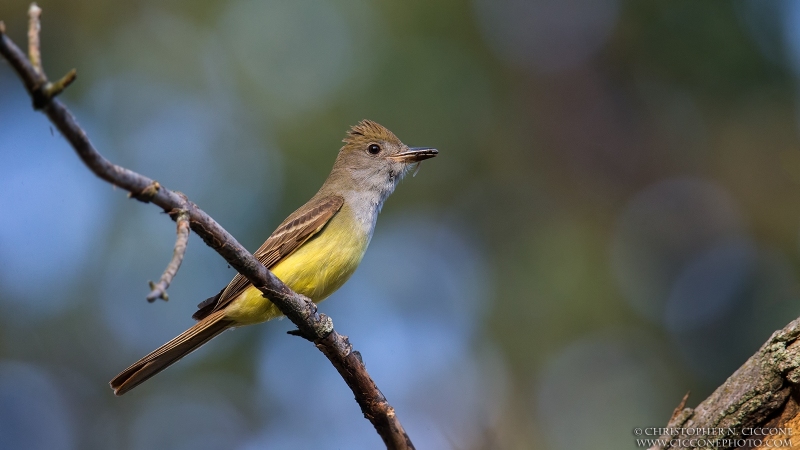 Great Crested Flycatcher