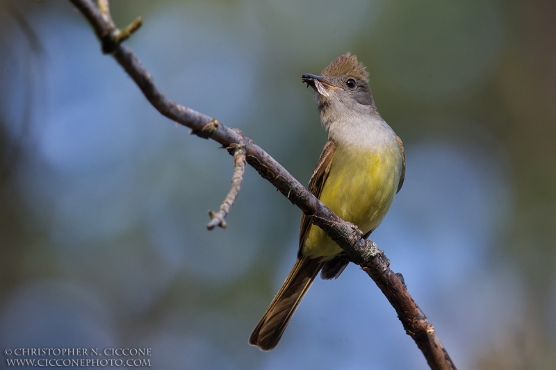 Great Crested Flycatcher