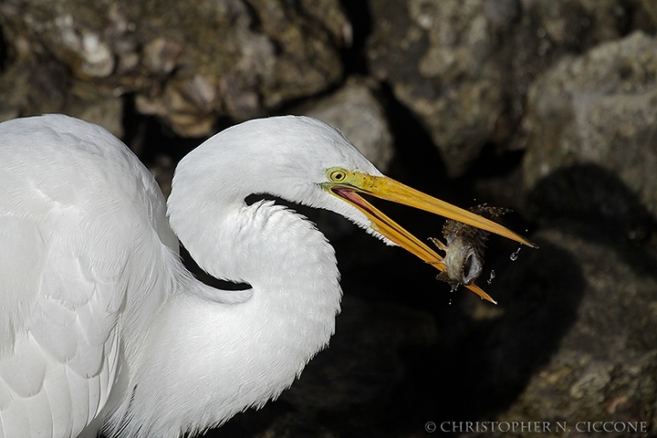 Great Egret