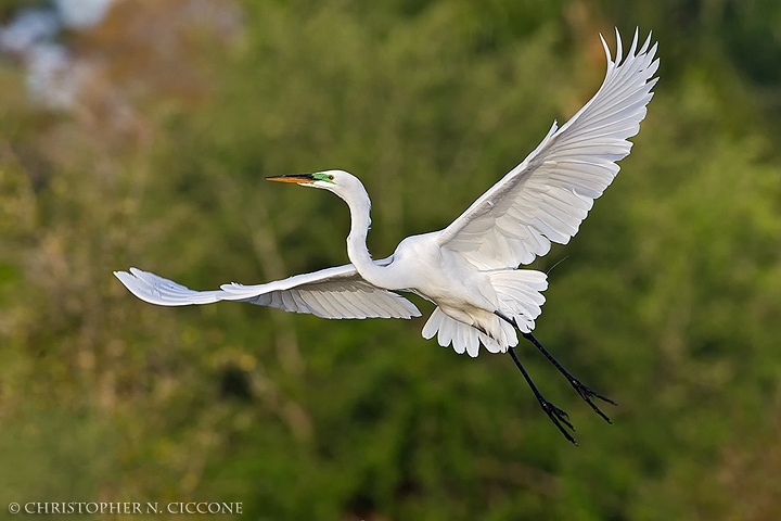 Great Egret