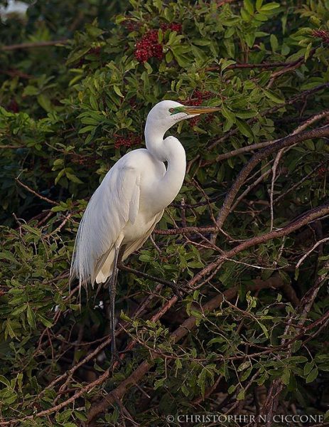 Great Egret