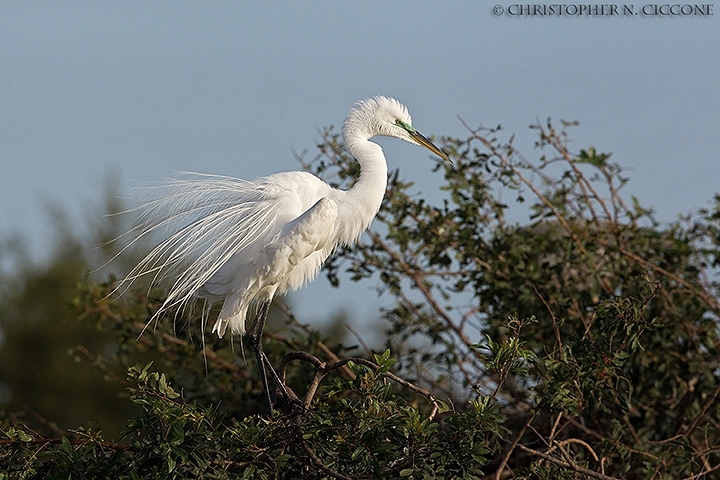 Great Egret