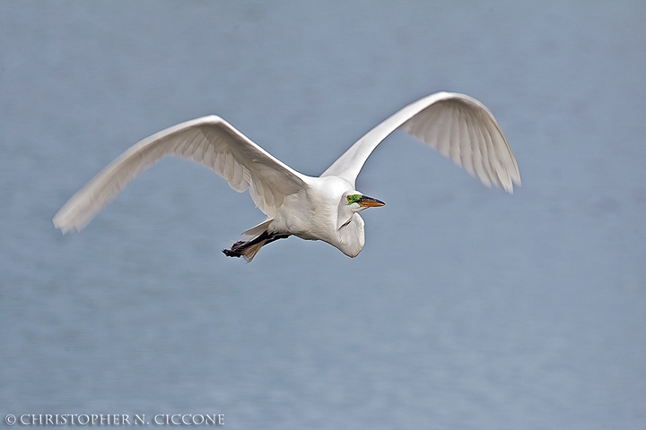 Great Egret