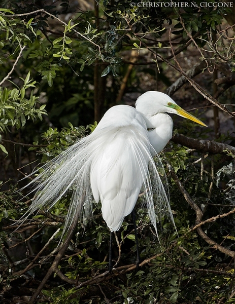 Great Egret