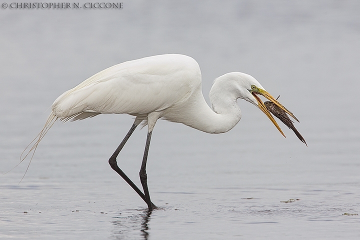 Great Egret