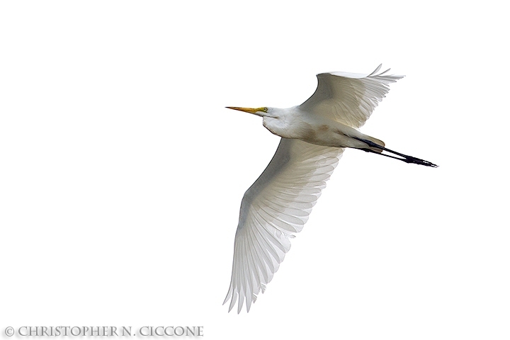 Great Egret