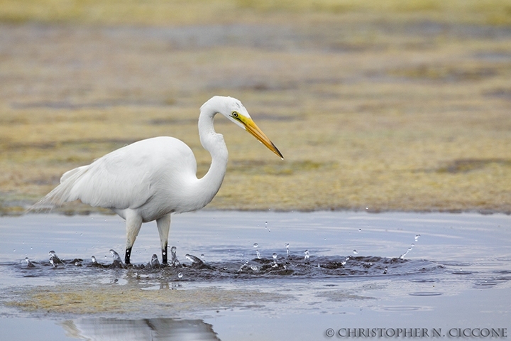 Great Egret