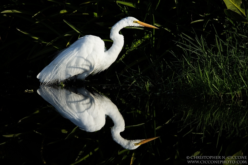 Great Egret