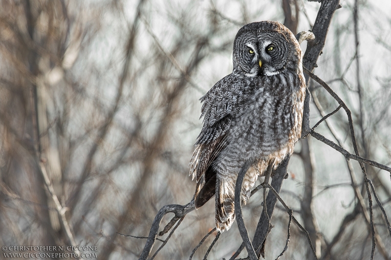 Great Gray Owl