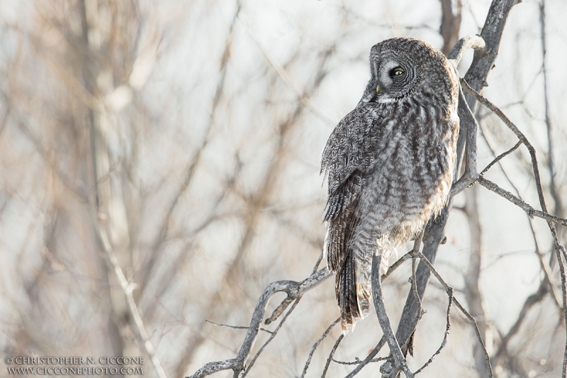 Great Gray Owl