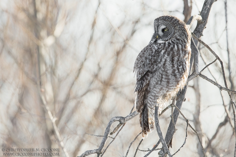 Great Gray Owl