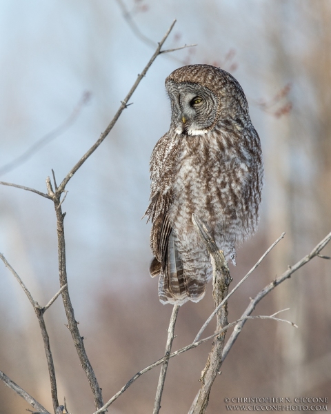 Great Gray Owl