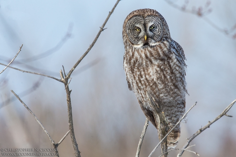 Great Gray Owl