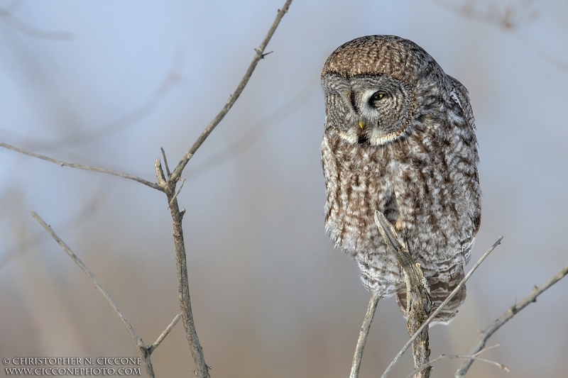 Great Gray Owl