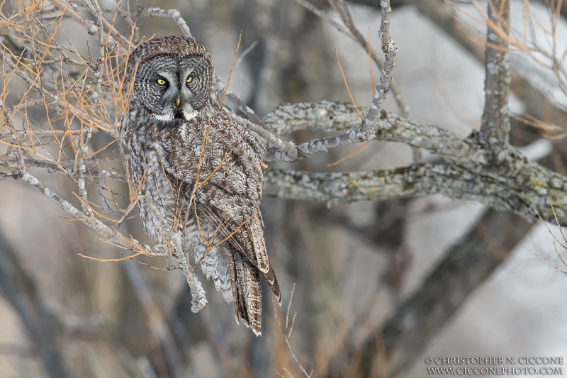 Great Gray Owl