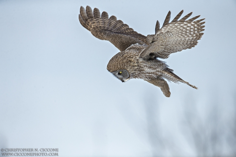 Great Gray Owl