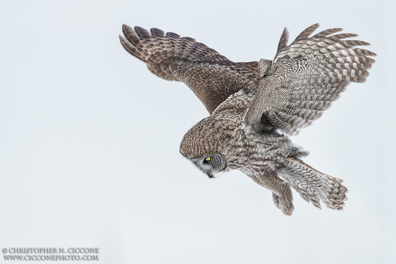 Great Gray Owl