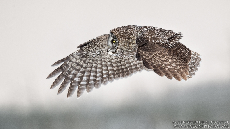 Great Gray Owl