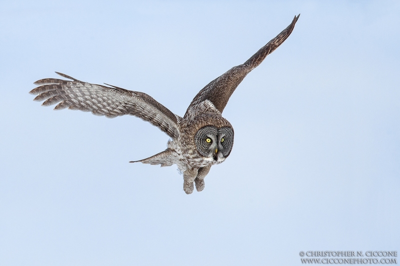 Great Gray Owl