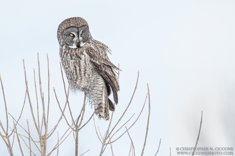 Great Gray Owl