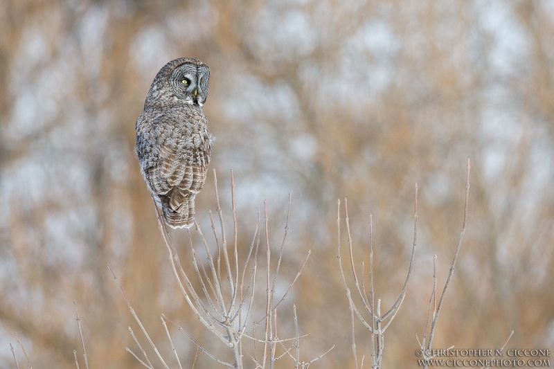 Great Gray Owl